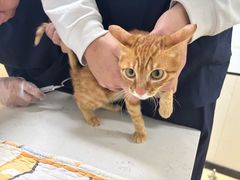 -格蕾宠物医院24H·猫科·肿瘤科·骨科中心(福州总院)
