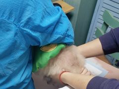 -严国平动物医院(德政总院)