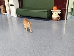 -顺强宠物诊所·狂犬免疫·夜诊·骨科(嘉定店)