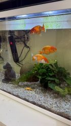 -芮悦·璀璨无创洗眉·专业洗眼线·专业洗唇