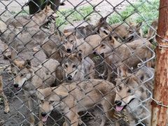 -哈尔滨北方森林动物园