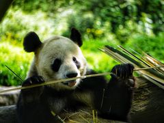 -都江堰中华大熊猫苑