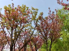 -洨河生态公园
