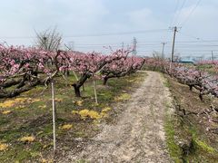 -南汇桃花村