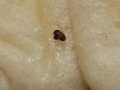 android_upload_pic-北李妈妈菜·海肠捞饭(高新万达店)