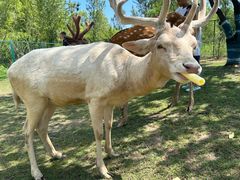 -野鸭湖国家湿地公园