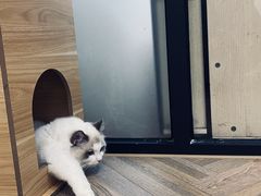 -酷豆宠物咖啡·宠物美食·撸猫馆