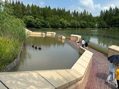 -东平国家森林公园