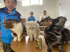-李小姐の猫咖啡馆(五角场店)