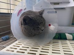 -伟伟宠物医院·瑞派猫友好医院·猫科(光谷店)