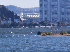 -洱海月湿地公园