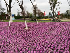 -铁山坪森林公园