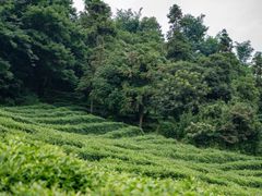 -树山生态村