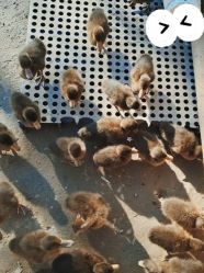 -萌宠亲子动物乐园(槐房万达店)