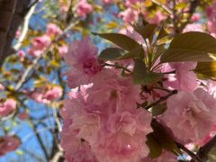 -长白岛森林公园