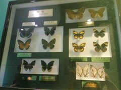 -上海昆虫博物馆