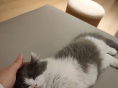 -猫腻·猫咖·撸猫馆(星光大道店)