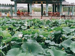 -莲花池公园