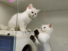 -lincat·猫舍(广州店)