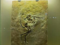 -辽宁古生物博物馆