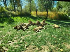 -北京野生动物园