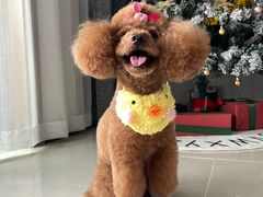 -圆子宠物