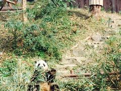 -成都大熊猫繁育研究基地
