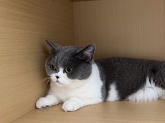 -瑞派康怡24h宠物医院·犬猫医疗中心·微创绝育(瑞景分院)