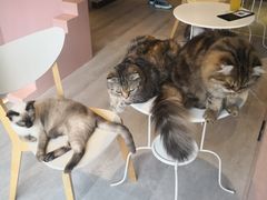 -猫儿山۰猫主题餐厅