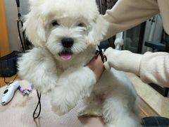 -犬也宠物造型(恒茂国际都会商业街店)