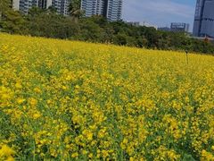 -光明小镇欢乐田园