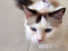 -怪兽屋·羊驼·猫咖·狗咖(俊华广场店)