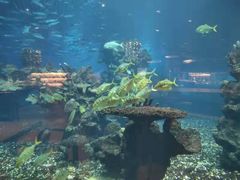 -海棠湾洲际-涛·海底餐厅·美人鱼·自助餐·海底隧道