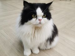 -安格丽娜·狗咖·猫咖羊驼咖(春熙路百盛商场店)