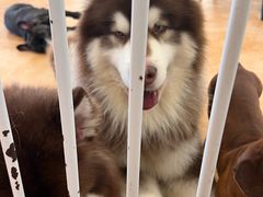 -Let's go狗咖·猫咖·奶狗·桌游(春熙路IFS店)