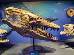 -国家自然博物馆