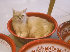 -平行世界·猫咖(首经贸店)