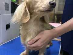 -福懋动物医院·犬猫全科·外科·重症科(杏林分院)