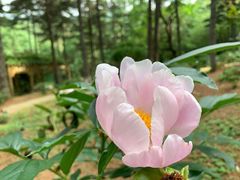 -洛阳白云山景区