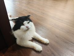 -楼上猫咖(罗湖店)