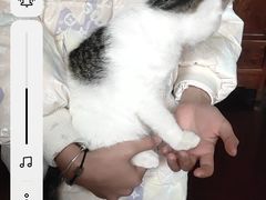 -喵园·猫主题咖啡厅·撸猫·猫咖(国贸店)