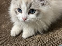 -pd派德宠物中心医院24H急重症·眼科中心·血液透析中心(嵩山北路店)