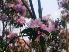 -梧桐山风景名胜区