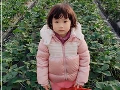-喜杨洋草莓采摘园
