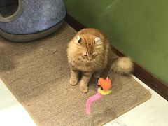 -猫亿天猫咖
