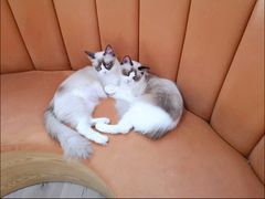 -Bastet sally猫舍购宠(静安店)