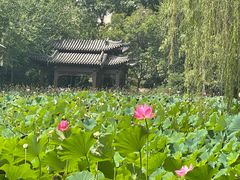 -莲湖公园