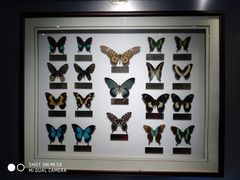 -上海昆虫博物馆