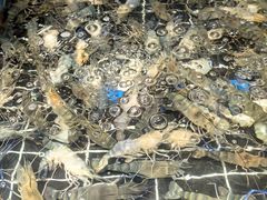 -海玥荟海鲜姿造自助餐厅(欧罗巴广场店)