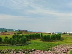 -空港花田景区